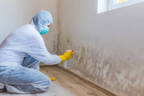 Licensed Black Mold Removal service in Amissville, VA - WQB Mold Removal
