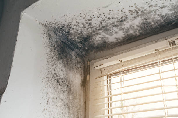 Affordable Black Mold Removal solutions in Amissville, VA